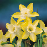 Hectarul - Ladita 315 bulbi de narcisa JONQUILLA NARCISSUS Pipit